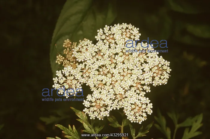: MILK PARSLEY - close-up head of flower : MILK PARSLEY - close-up head of flower