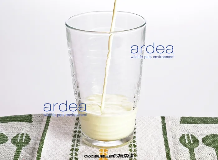 : Milk being poured into a glass : Milk being poured into a glass