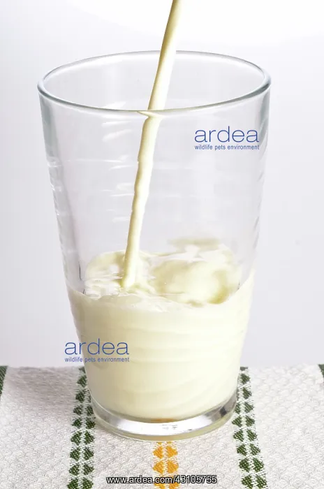 : Milk being poured into a glass : Milk being poured into a glass