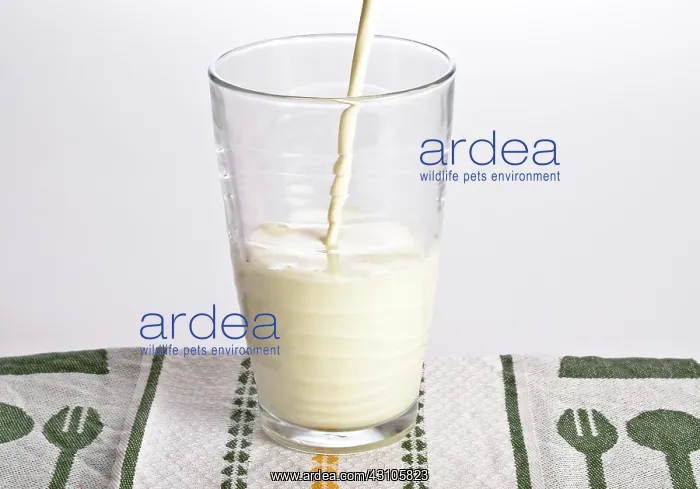 : Milk being poured into a glass : Milk being poured into a glass