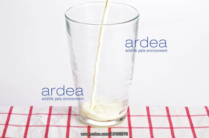 : Milk being poured into a glass : Milk being poured into a glass