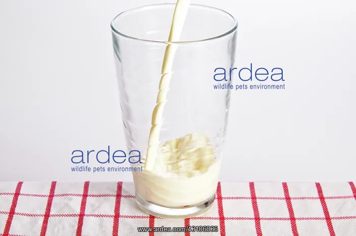 : Milk being poured into a glass : Milk being poured into a glass