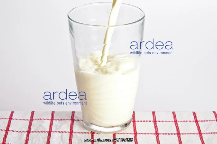 : Milk being poured into a glass : Milk being poured into a glass