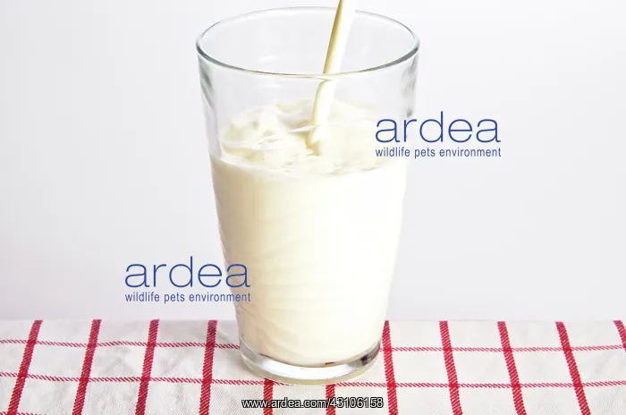 : Milk being poured into a glass : Milk being poured into a glass