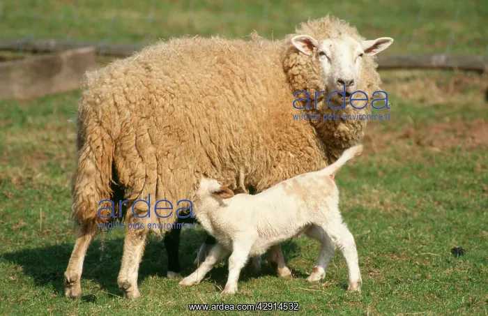 : Milk SHEEP - ewe suckling lamb : Milk SHEEP - ewe suckling lamb