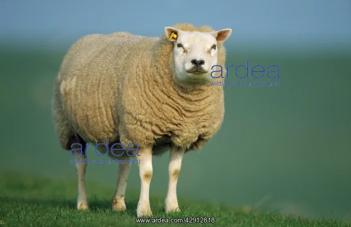 : Milk SHEEP - Texel ewe