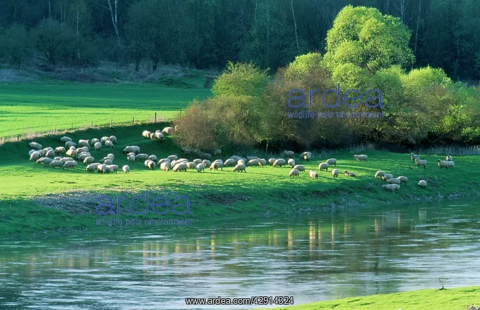  : Milk SHEEP - view of flock across river with trees