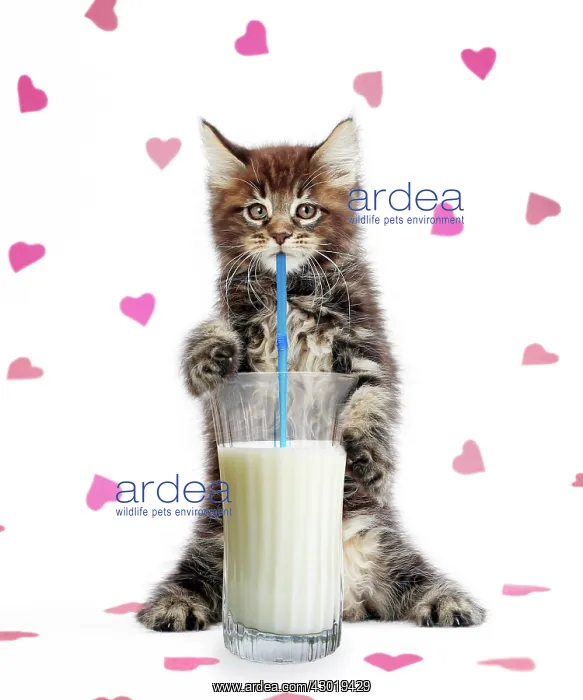 : Cat Maine Coon kitten standing on hind legs drinking glass of milk Digital Manipulation : Cat Maine Coon kitten standing on hind legs drinking glass of milk Digital Manipulation