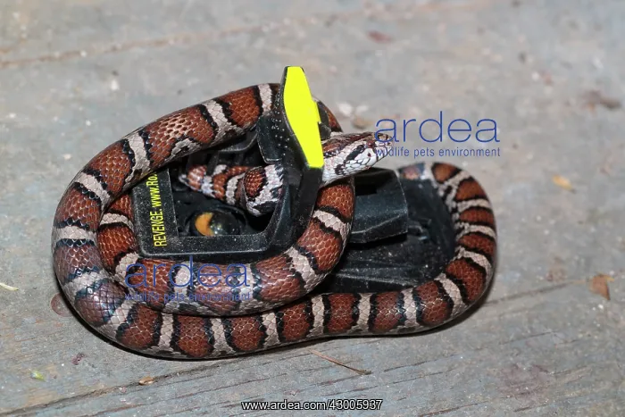 : Milk Snake caught and rescued from mouse trap in basement : Milk Snake caught and rescued from mouse trap in basement