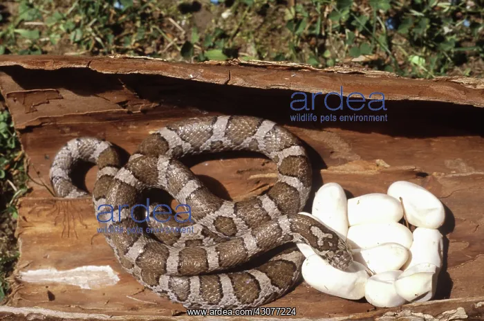 : Milk Snake with Eggs : Milk Snake with Eggs