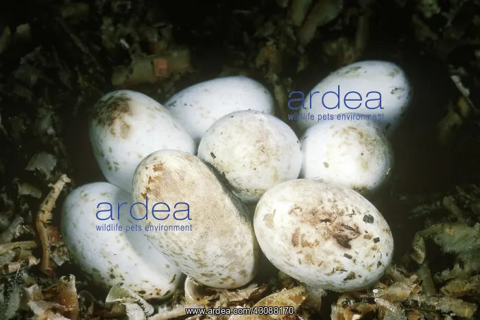 : Milk snake eggs : Milk snake eggs