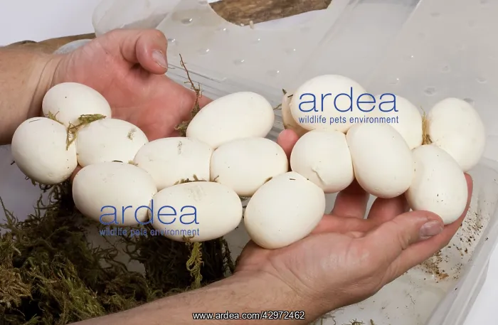 : Milk Snake - eggs in hand : Milk Snake - eggs in hand