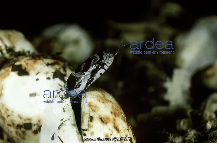 : Milk Snake emerging from egg : Milk Snake emerging from egg