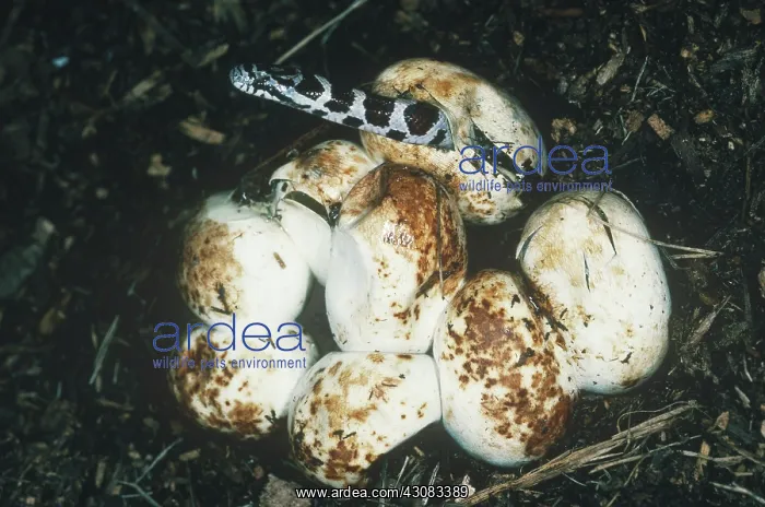 : Milk Snake emerging from egg : Milk Snake emerging from egg