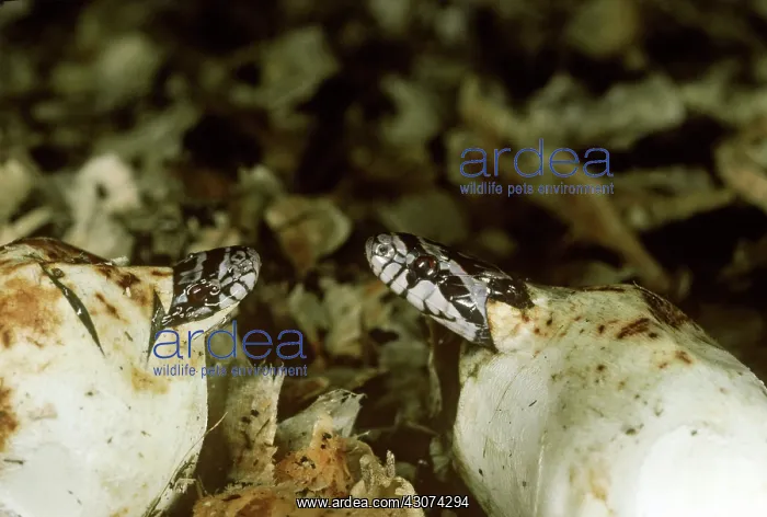 : Milk Snakes Hatching : Milk Snakes Hatching