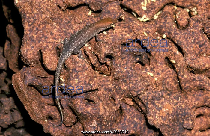 : Milk termite - damaged nest mound, with skink preying : Milk termite - damaged nest mound, with skink preying