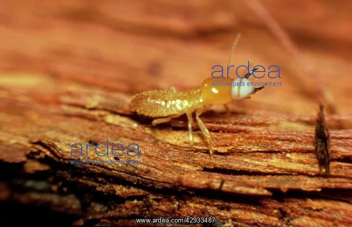 : Milk termite - producing milky fluid in defence : Milk termite - producing milky fluid in defence