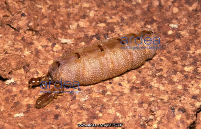 : Milk termite - queen and attendant king : Milk termite - queen and attendant king