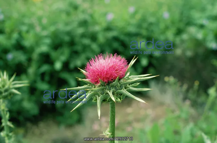  : Milk Thistle