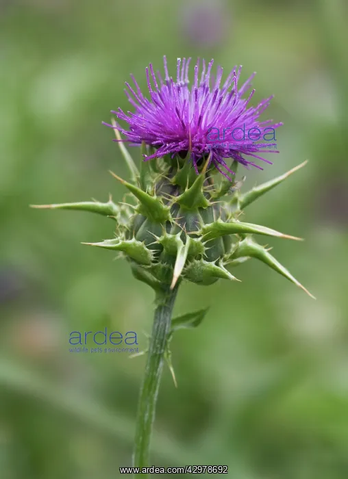 : Milk thistle : Milk thistle