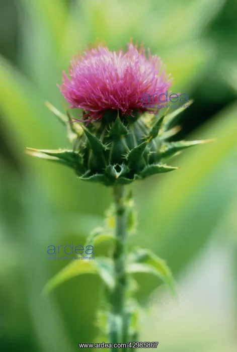 : Milk Thistle : Milk Thistle