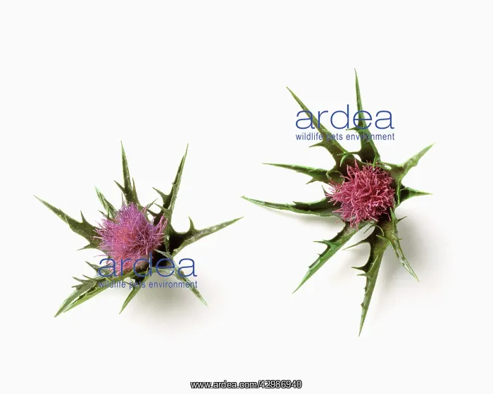 : Milk thistle : Milk thistle