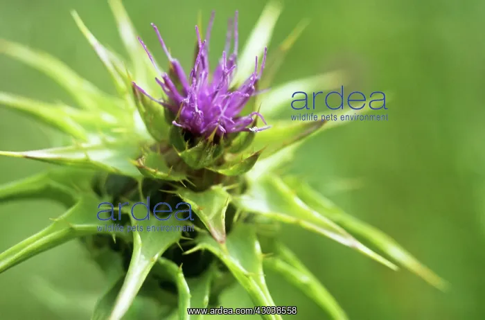 : Milk Thistle : Milk Thistle