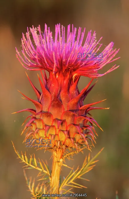 : Milk THISTLE - Flowering : Milk THISTLE - Flowering