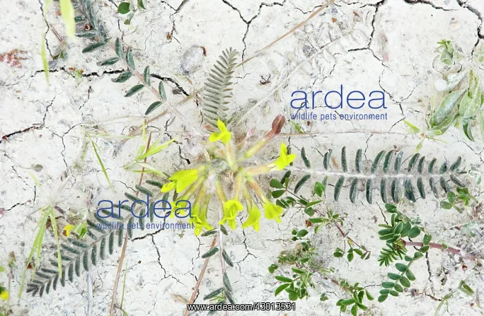 : Milk-vetch endemic Cyprus : Milk-vetch endemic Cyprus