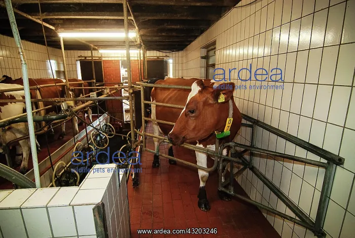 : Milking barn : Milking barn