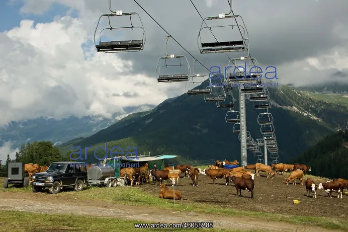 : Milking cows in summer in La Plagne : Milking cows in summer in La Plagne