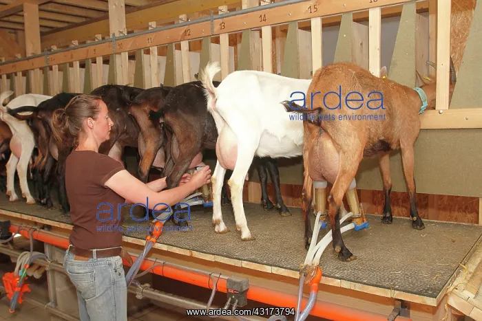 : Milking the goat of Saint-Nicolas-de-Bliquetuit : Milking the goat of Saint-Nicolas-de-Bliquetuit