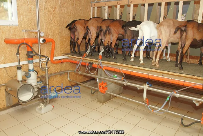 : Milking the goat of Saint-Nicolas-de-Bliquetuit : Milking the goat of Saint-Nicolas-de-Bliquetuit