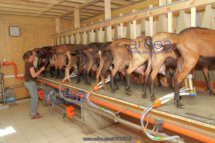 : Milking the goat of Saint-Nicolas-de-Bliquetuit : Milking the goat of Saint-Nicolas-de-Bliquetuit