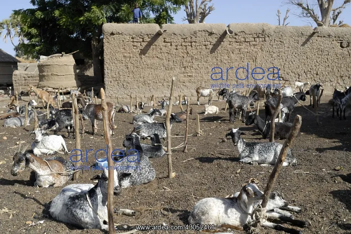 : Before milking goats on morning Mali Tieblena : Before milking goats on morning Mali Tieblena
