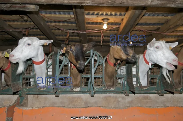 : Milking goats in the pastures in Savoy