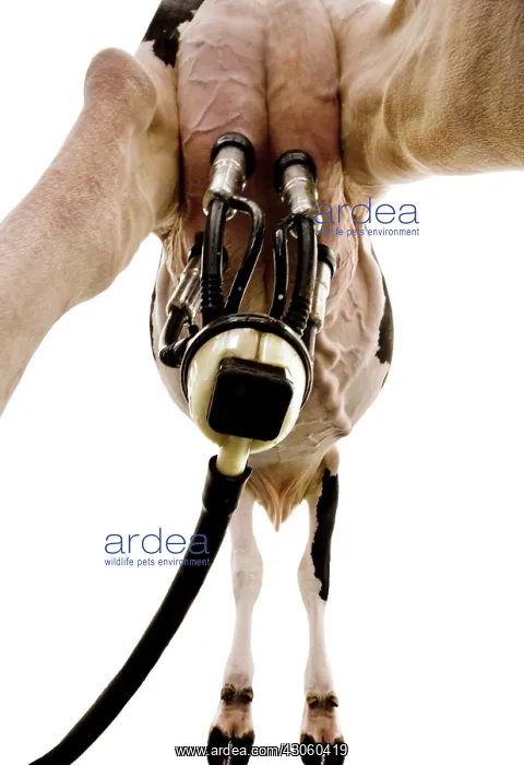 : Milking machine on Holstein cow udder : Milking machine on Holstein cow udder