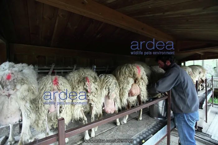: Milking of Sardinian sheeps in Casentino - Tuscany : Milking of Sardinian sheeps in Casentino - Tuscany