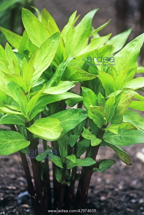 : Milkweed, Asclepias : Milkweed, Asclepias