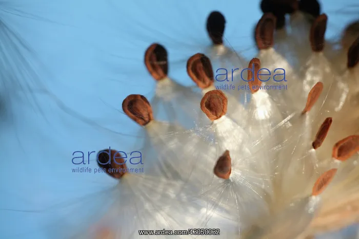 : Milkweed, Asclepias : Milkweed, Asclepias