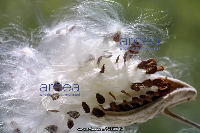 : Milkweed, Asclepias : Milkweed, Asclepias