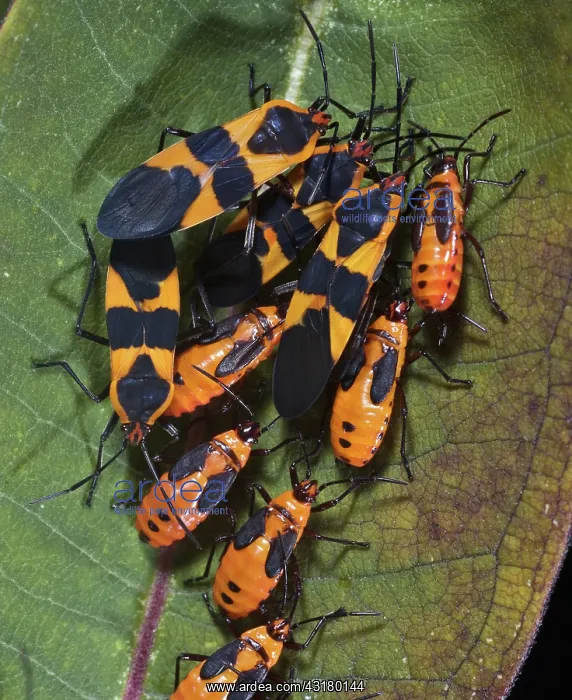 : Milkweed Bugs : Milkweed Bugs