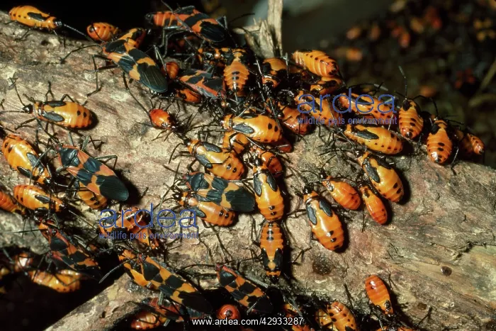 : MILKWEED BUGS - MASSES ON LOG : MILKWEED BUGS - MASSES ON LOG