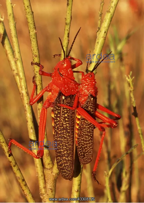 : MILKWEED LOCUSTS - two : MILKWEED LOCUSTS - two