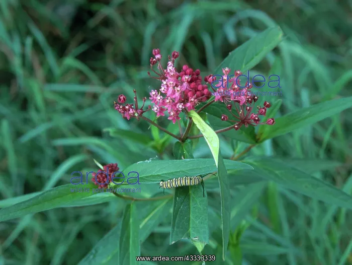 : Milkweed with Monarch Caterpillar : Milkweed with Monarch Caterpillar