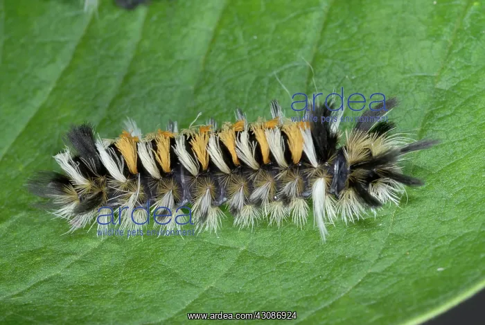 : Milkweed Tussock Caterpillar : Milkweed Tussock Caterpillar
