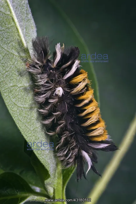: Milkweed Tussock Caterpillar : Milkweed Tussock Caterpillar