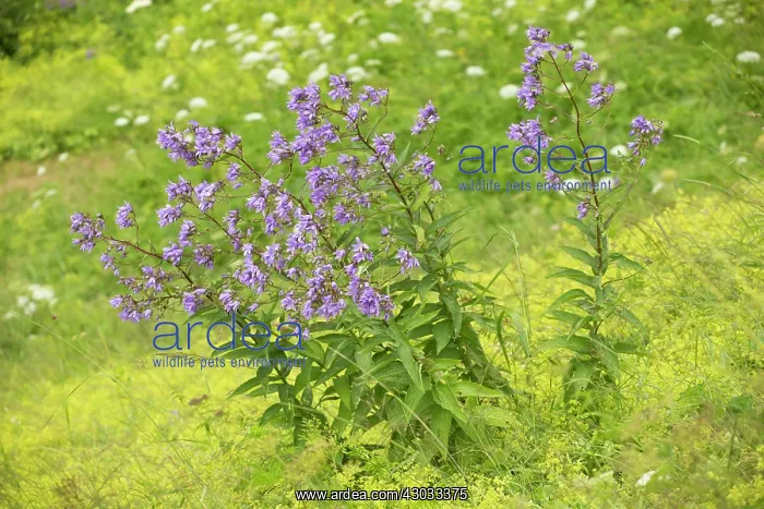 : Milky Bellflower in flower Pontic Alps, Turkey : Milky Bellflower in flower Pontic Alps, Turkey