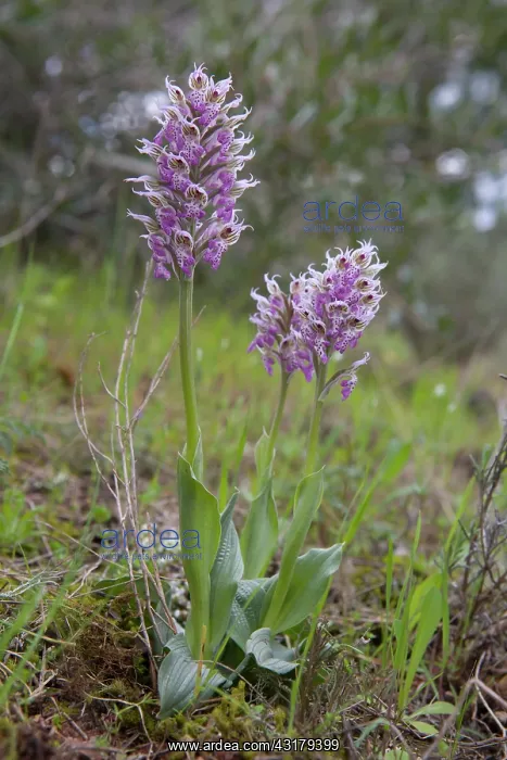 : Milky Orchid (Neotinea lactea), Three flowers in : Milky Orchid (Neotinea lactea), Three flowers in