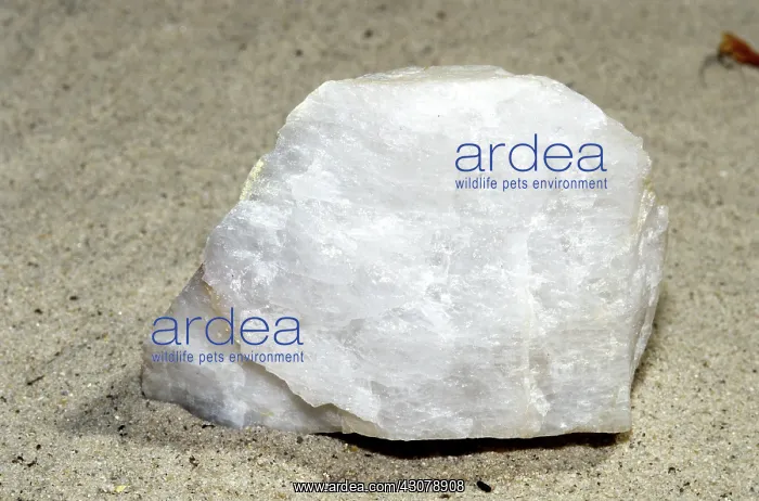 : Milky Quartz : Milky Quartz